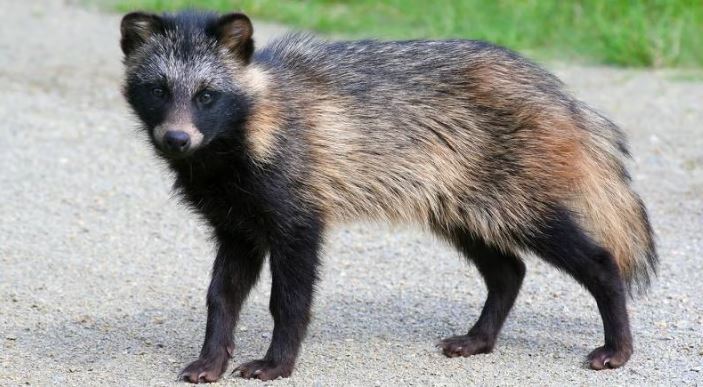 Tanuki, : el perro mapache ‘sospechoso’ de originar el COVID-19