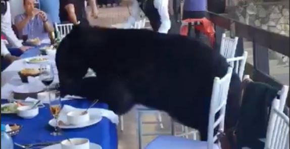 (VÍDEO) Un oso irrumpe en una fiesta de San Pedro Garza ¡y acaba todo!