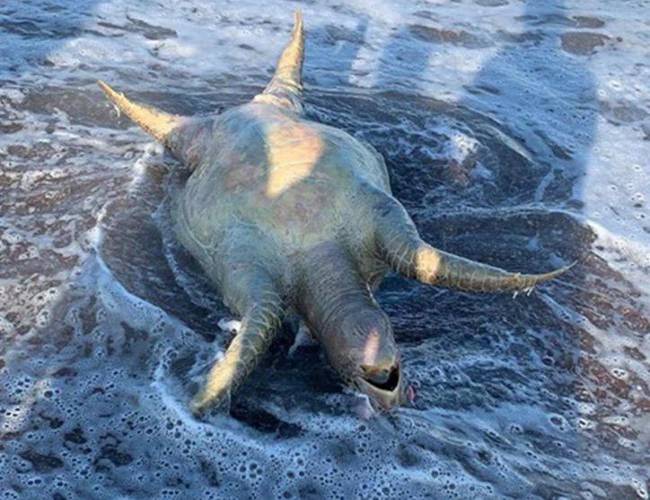 Derrame de Grupo México lleva muerte al “acuario del mundo”