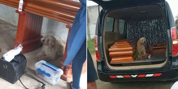 (VÍDEO) Perrito fiel insiste en permanecer al lado de su dueña durante su funeral