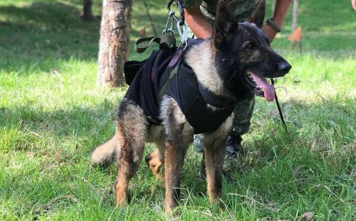 Proteo, perro rescatista de Sedena, muere en Turquía como todo un héroe