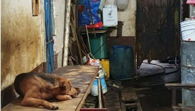 Matadero de perritos en Neza: Para vender su carne a taquerías