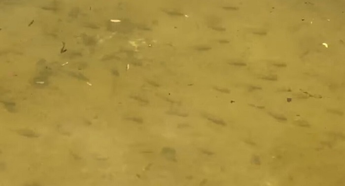 Mérida: (VIDEO) Ven "peces" nadando en el Fraccionamiento Las Américas