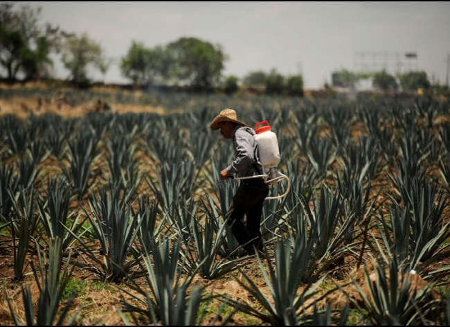 Aumento en el precio del agave pega a productores de tequila