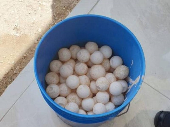 Detienen en Tulum a pareja con 80 huevos de tortuga marina