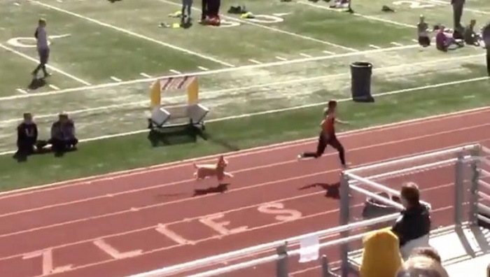 Perrito se cuela a competencia de atletismo; gana primer lugar