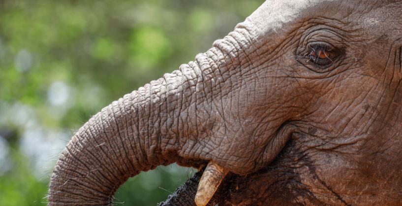 Tailandia: El elefante que destruyó una casa buscando comida invade un nuevo hogar