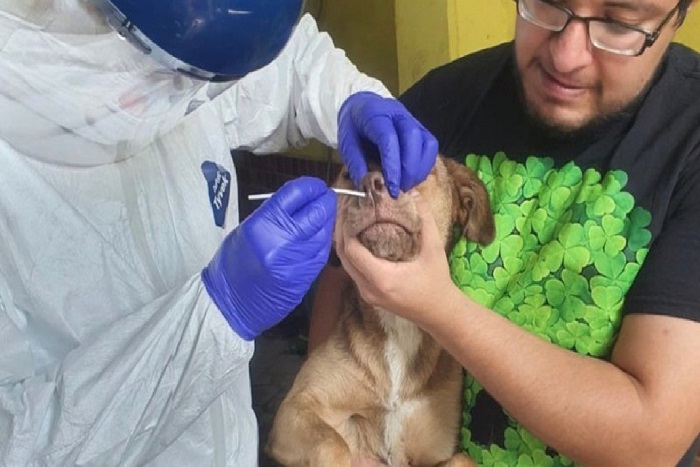 México: Detectan, por primera vez  Covid-19 en animales