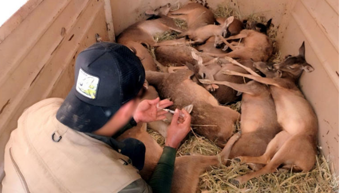 Reubica Profepa 39 ejemplares de venado cola blanca en Arteaga, Michoacán