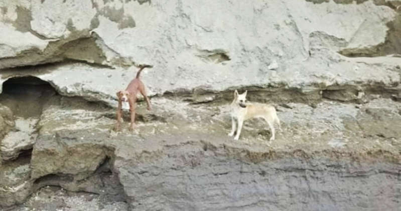 Perros que cayeron en socavón no eran rescatados porque Barbosa no lo autorizaba