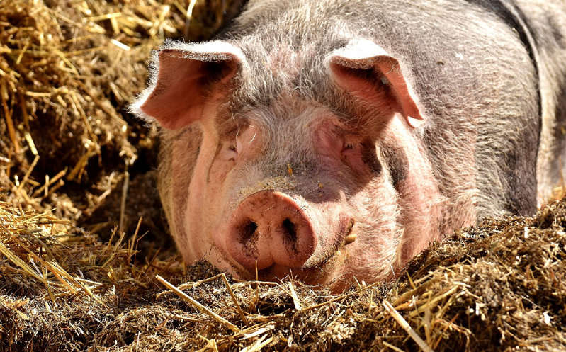 Suprema Corte confirma suspensión definitiva de granja porcina en Yucatán