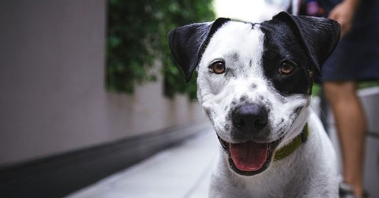 Tres señales para saber si tu perro es feliz