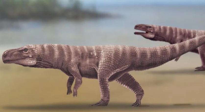 Según estudio los cocodrilos caminaban en 2 patas hace 120 millones de años