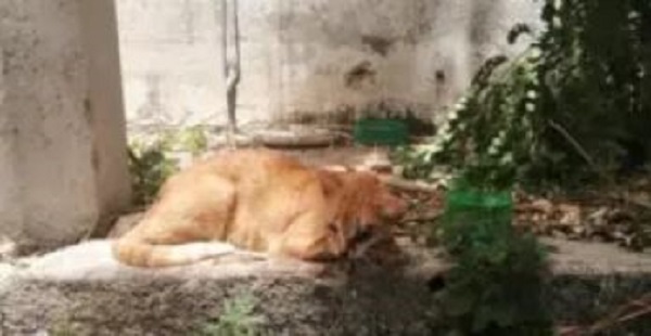 Mérida: Nuevo caso de maltrato animal; dejan tuerta a una gata en el Sur