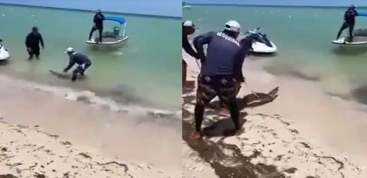 (VÍDEO) Telchac Puerto: Atrapan a un cocodrilo en la playa