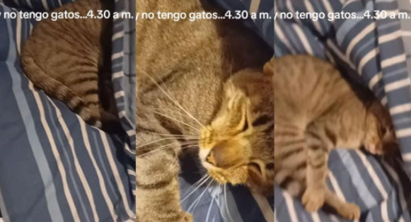 (VÍDEO) Despierta en la madrugada y descubre a un gato desconocido en su cama