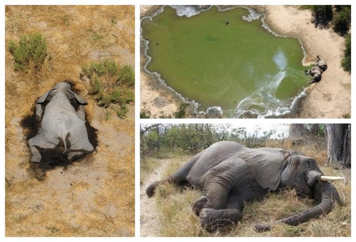 Misterio en Botswana por la masiva muerte de más de 350 elefantes