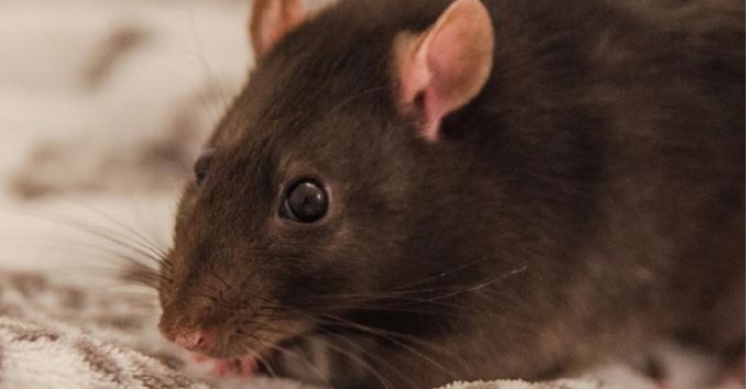 (VIDEO) Hallan rata gigante, como un perrito, en supermercado de Nueva York