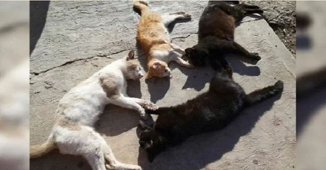 Mérida: Cuatro gatitos son envenenados en la colonia México Oriente