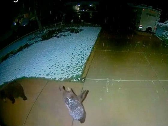 VIDEO: Osezno se emociona al ver caer la nieve