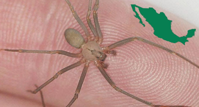 Estos son los 3 estados donde se registran más picaduras de araña violinista