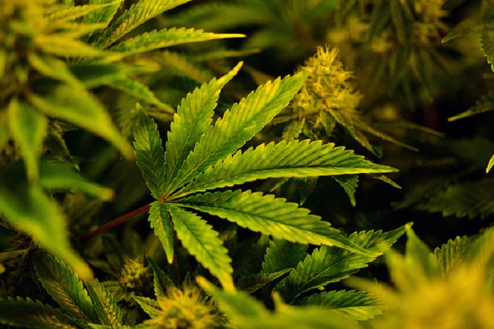 Senado está citado legalmente para resolver legalización de la mariguana: AMLO