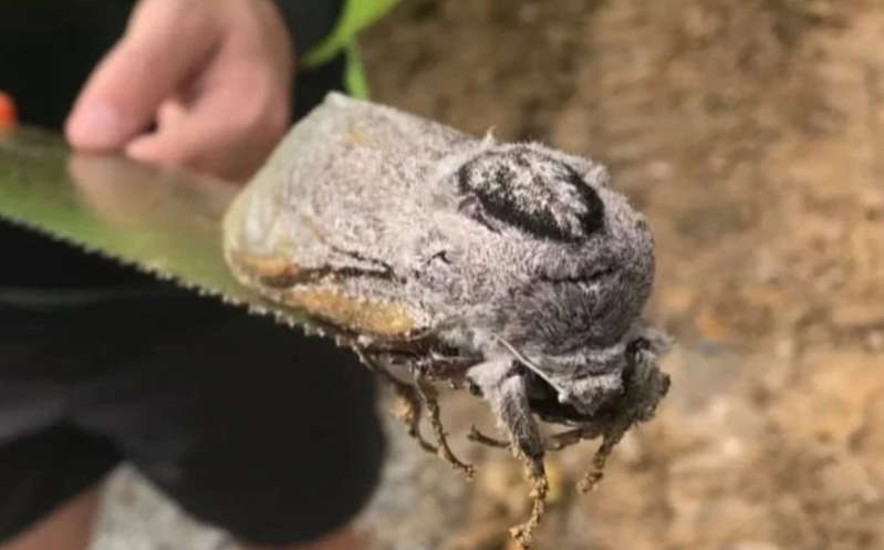 ¡Increíble! Hallan polilla gigante en una escuela