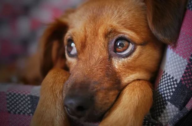 "No son juguetes": Francia prohíbe la venta de perros y gatos en tiendas de animales