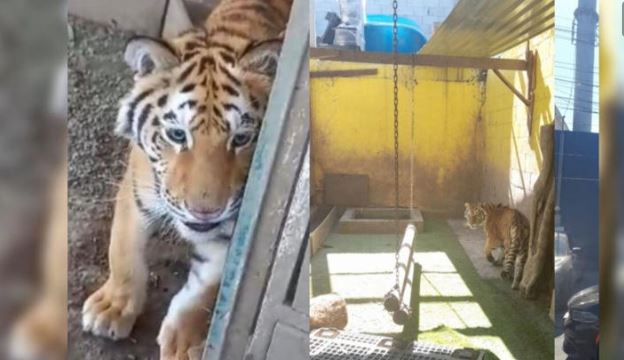 Monterrey: Catean domicilio y hallan droga y un tigre