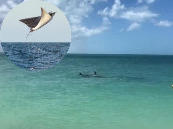 EE.UU.: Mantarraya gigante sorprende a surfista en el mar