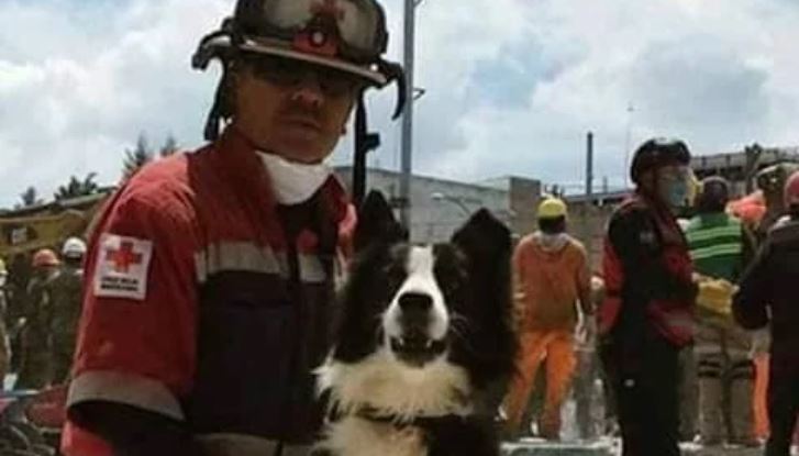 Yucatán: Piden ayuda para hallar a perro rescatista de la SSP que anda extraviado