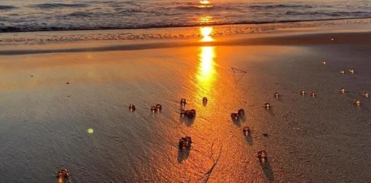 Aparecen pequeñas bolas transparentes en playas de California