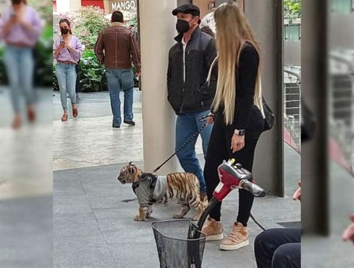 Mujer pasea con cachorro de tigre en comercio de la CDMX