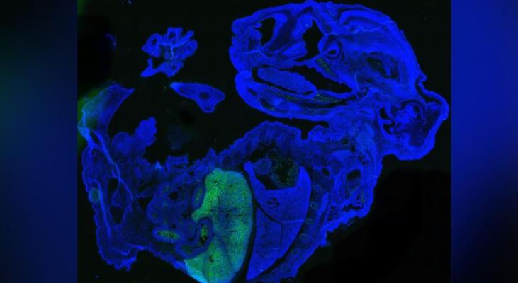 Científicos crearon un embrión de ratón que es 4% humano