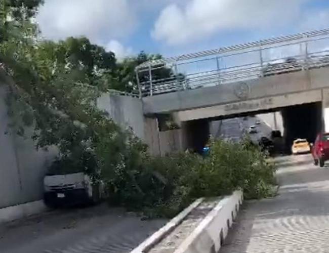 Mérida: Árbol sucumbe y cae sobre vehículos en el paso a desnivel