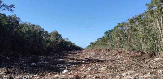 Ambientalistas denuncian que la tala de árboles por el nuevo trazo del Tren Maya