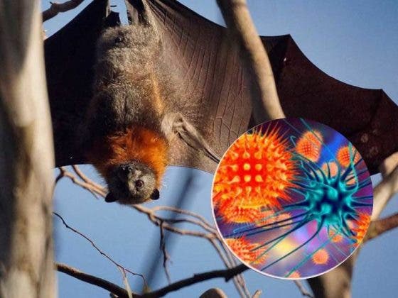 Nipah: El virus que preocupa a Asia y podría desatar una nueva pandemia