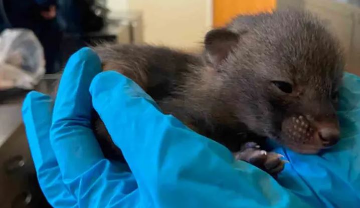 Dejan a supuestos gatitos en refugio y resultan ser algo muy diferente