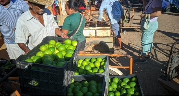 Productores reportan que sus plantaciones tienen estrés hídrico