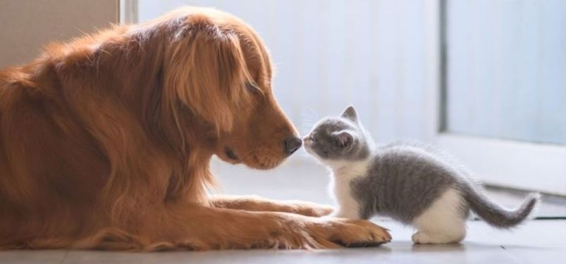 Qué animal es más inteligente ¿el perro o el gato?; esto dice la ciencia