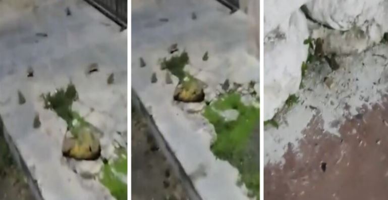 Yucatán: Plaga de sapos invaden calles de Sinanché ¡Son miles!