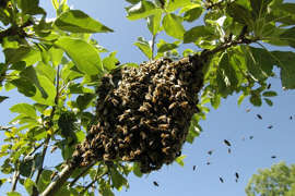 Brasil: Se lanza a un lago para huir de abejas y muere devorado por pirañas