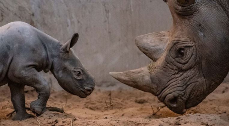 VIDEO: Graban nacimiento y primeros pasos de rinoceronte en peligro de extinción