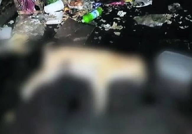 Envenenan a nueve perros callejeros en Amecameca, Edomex