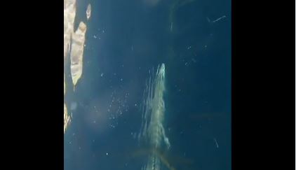 (VIDEO) Tulum: Cocodrilo sorprende a turistas que exploraban cenote