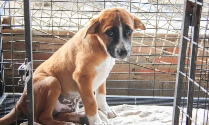 Cachorro es devuelto por undécima vez a un refugio ¿Por qué?