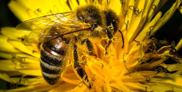 Los antibióticos pueden ser la salvación de las abejas sin aguijón