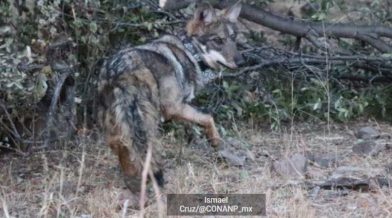 ¡Mira el vídeo! Liberan a 3 lobos en área natural protegida de Chihuahua