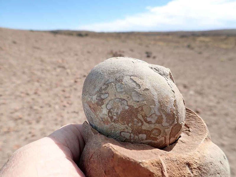 Argentina: Hallan más de 100 huevos fosilizados de dinosaurio