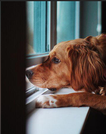 Tres señales de que tu perro puede estar triste